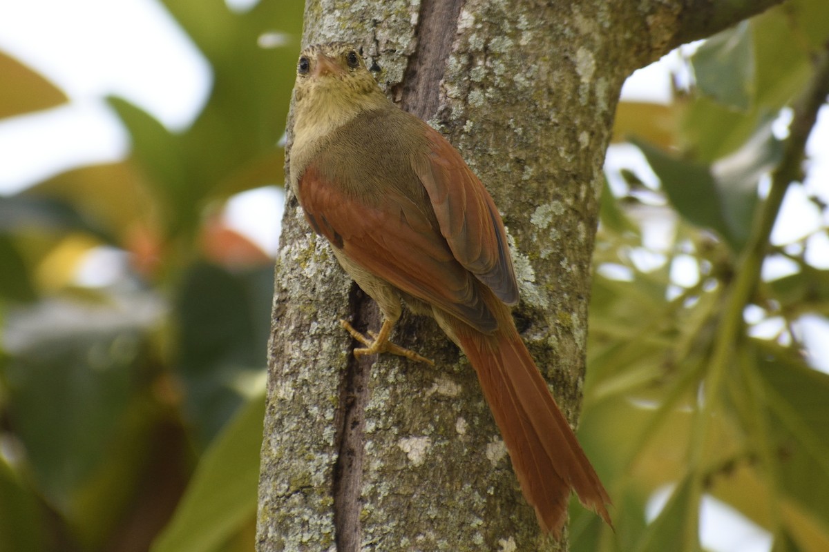 Crested Spinetail - ML333088131