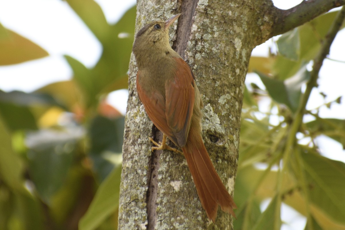 Crested Spinetail - ML333089001