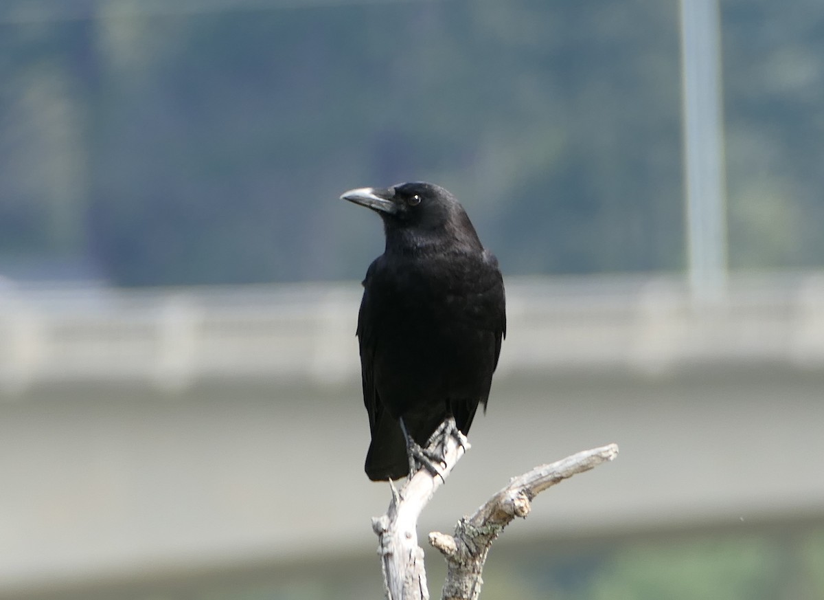 American Crow - ML333092341
