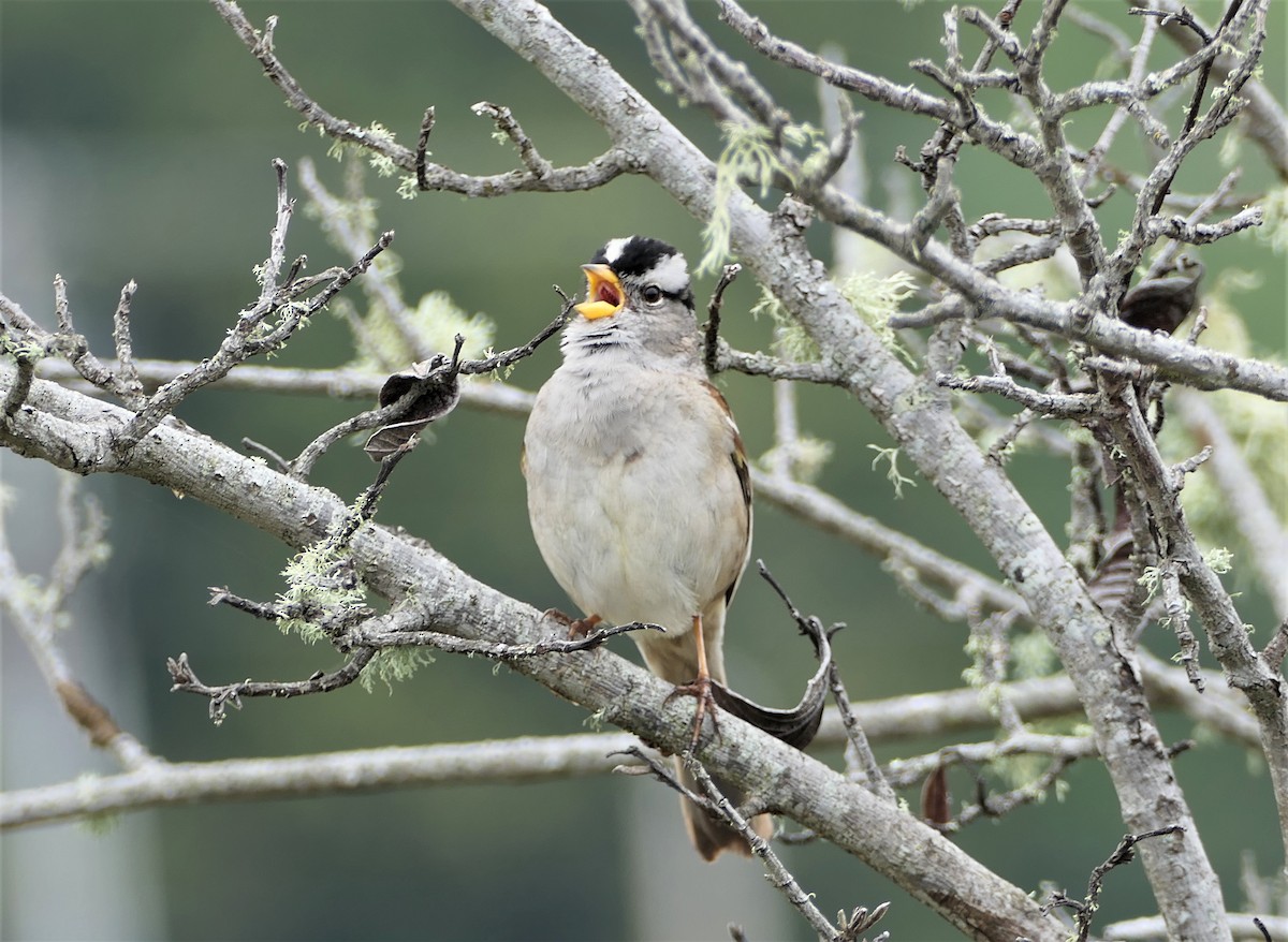 White-crowned Sparrow - ML333093451