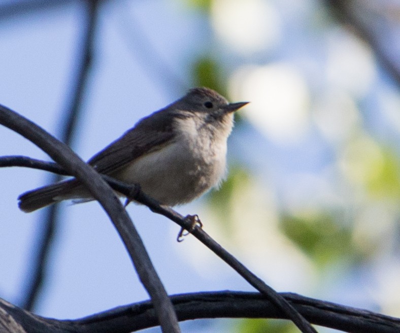 Lucy's Warbler - ML333093651