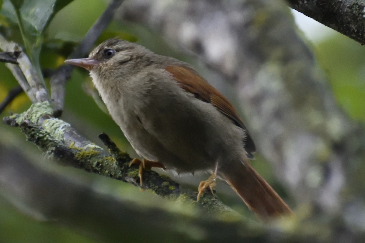Crested Spinetail - ML333094741
