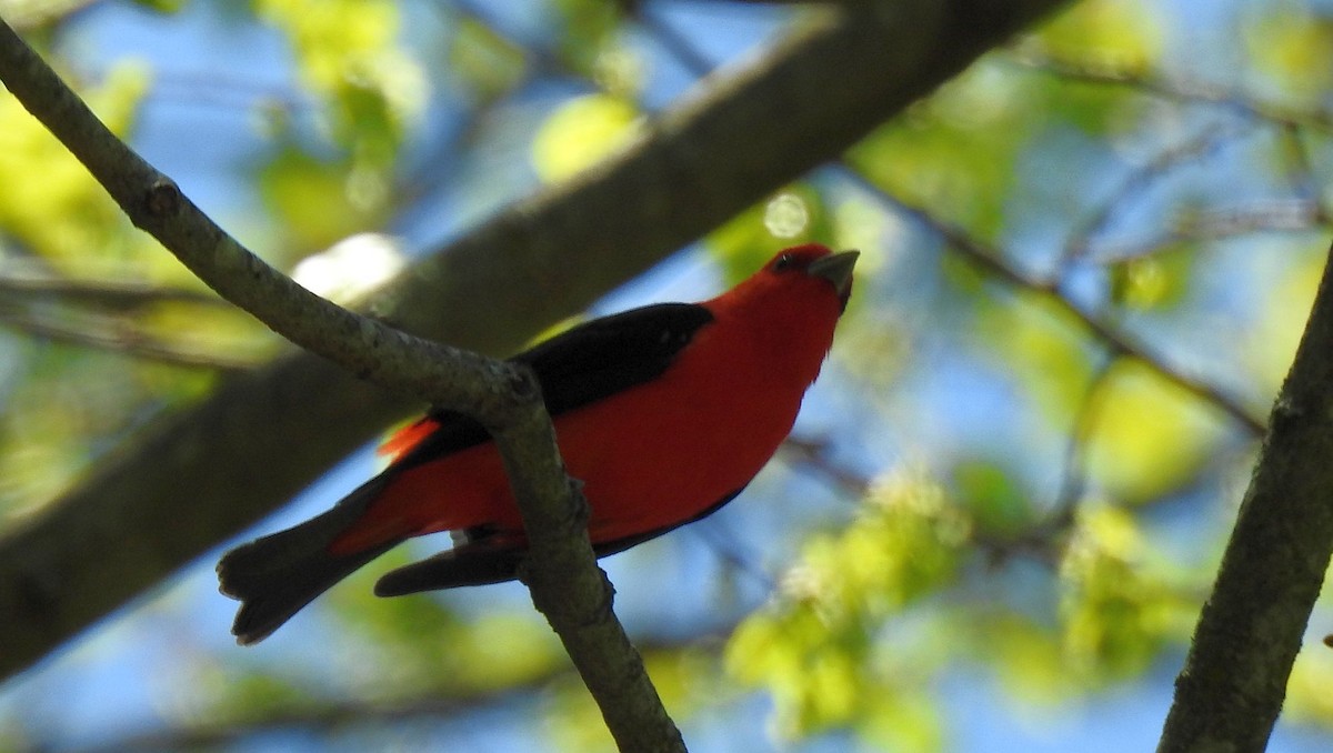 Scarlet Tanager - ML333095331
