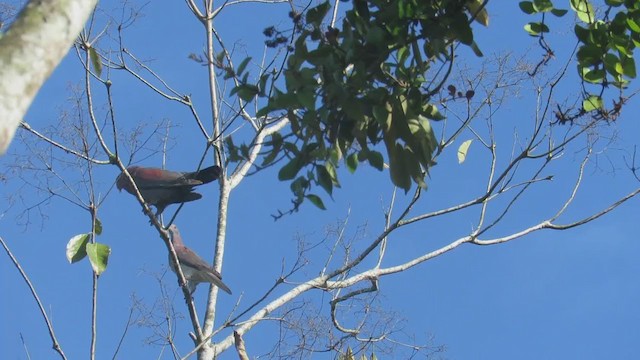 Red-billed Pigeon - ML333106011