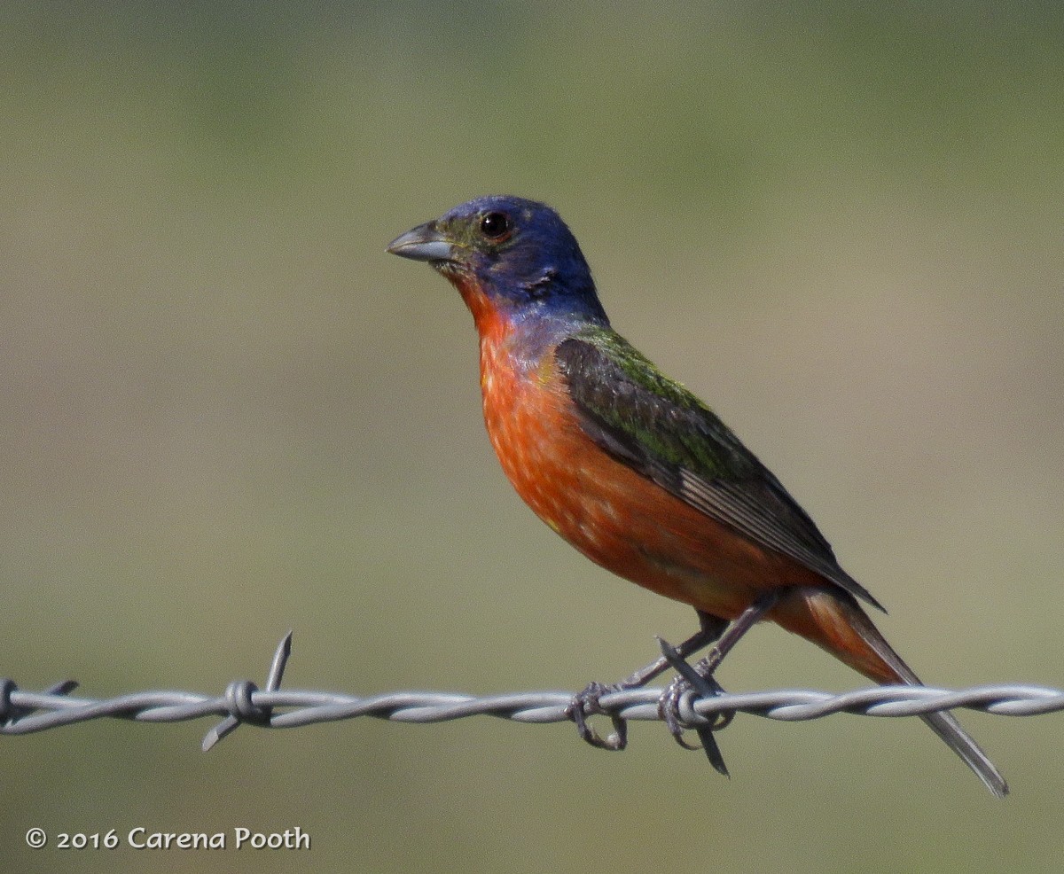 Painted Bunting - Carena Pooth