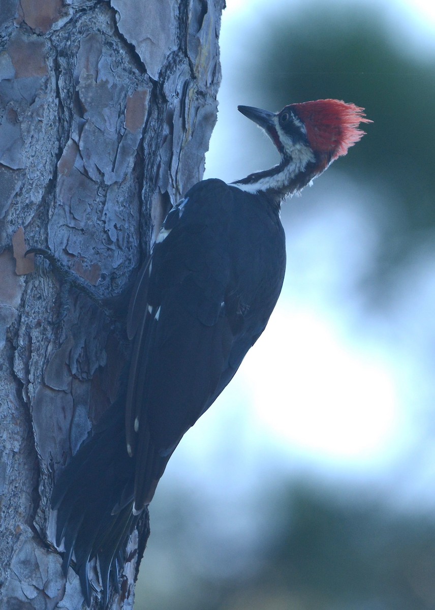 Pileated Woodpecker - Lydia Sund