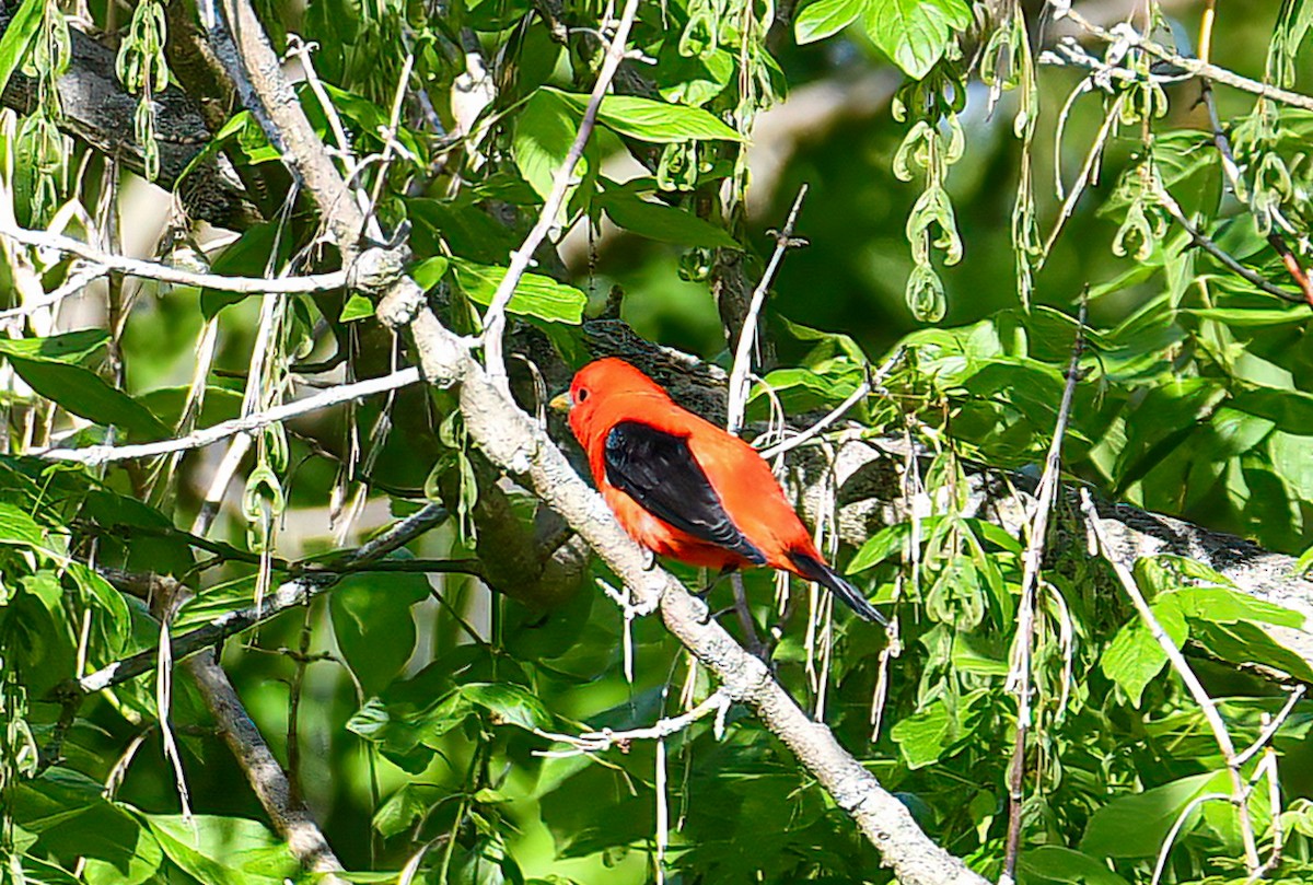 Scarlet Tanager - ML333112071
