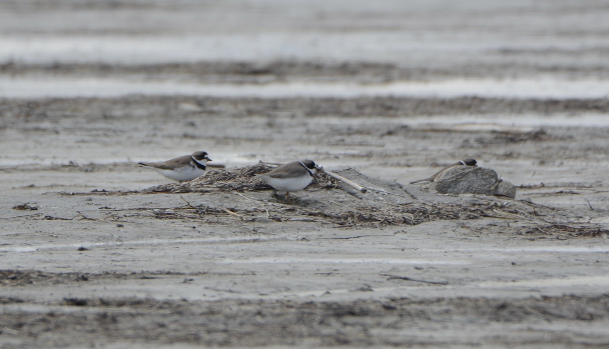 Semipalmated Plover - ML333119481