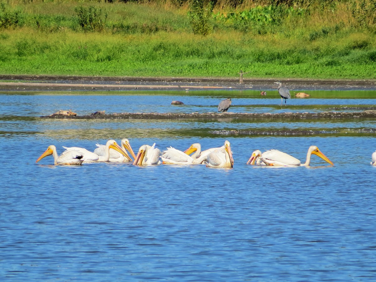 American White Pelican - Jackson Bottom Wetland Historical Data