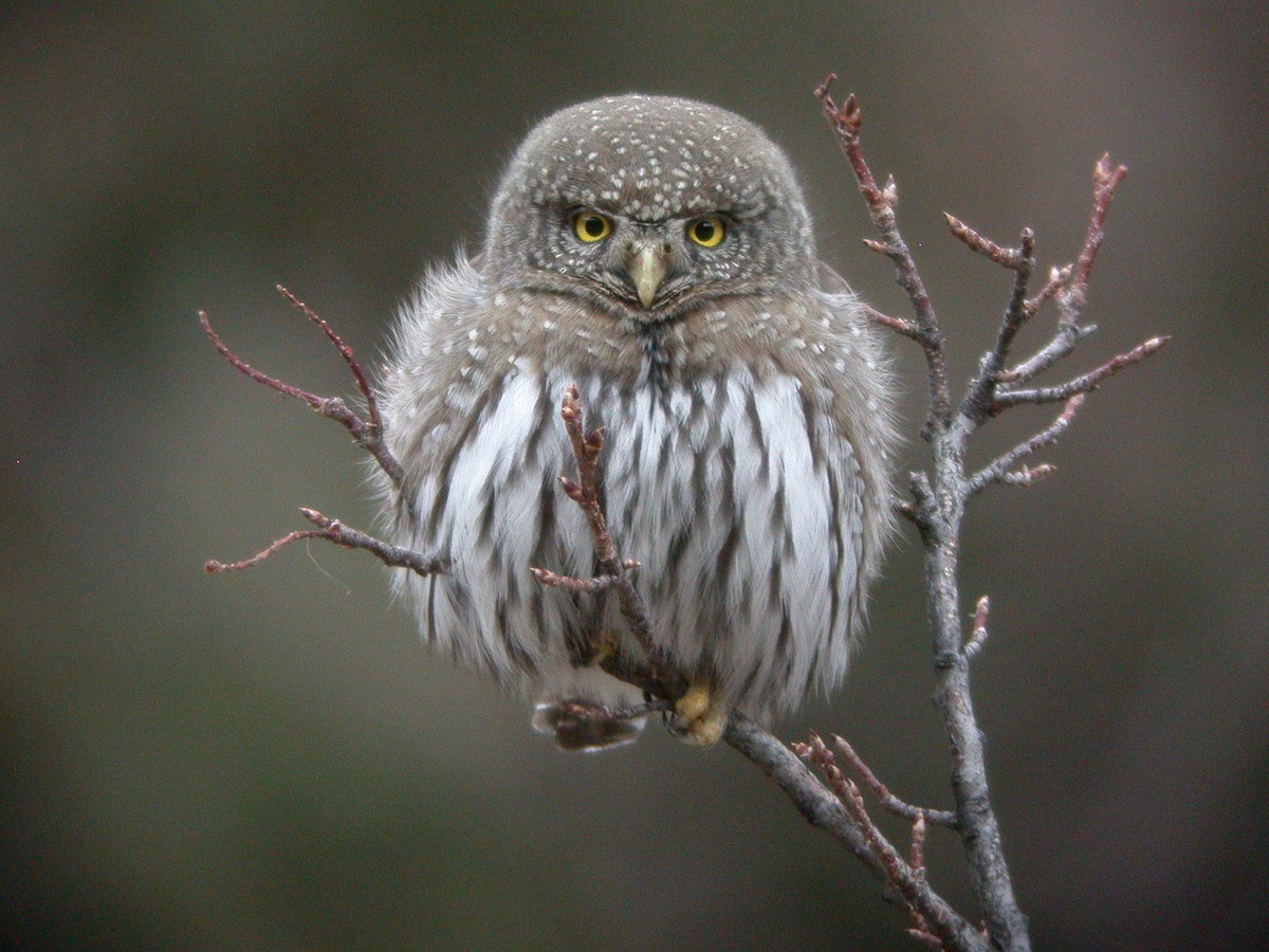 Northern Pygmy-Owl - Chris Wood