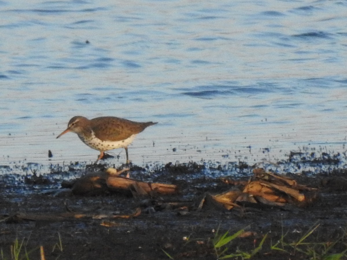 Spotted Sandpiper - Clayton Will