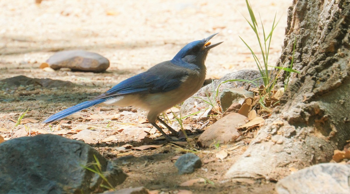Mexican Jay - ML333140091
