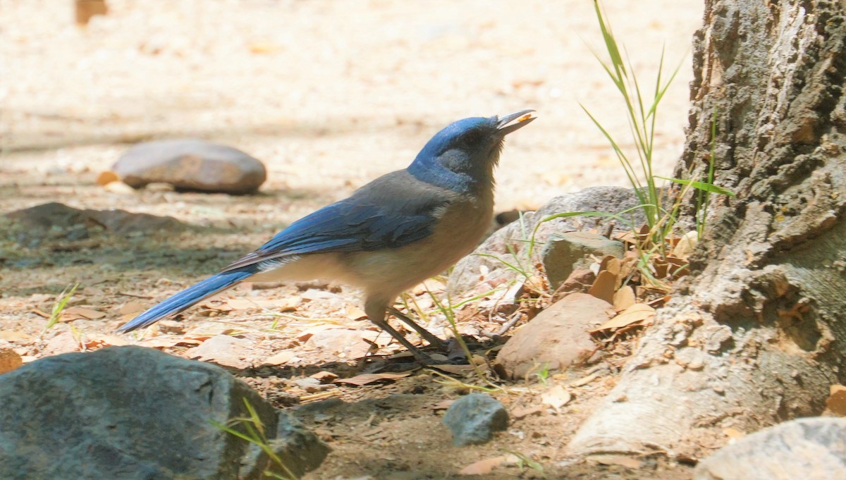 Mexican Jay - ML333140131