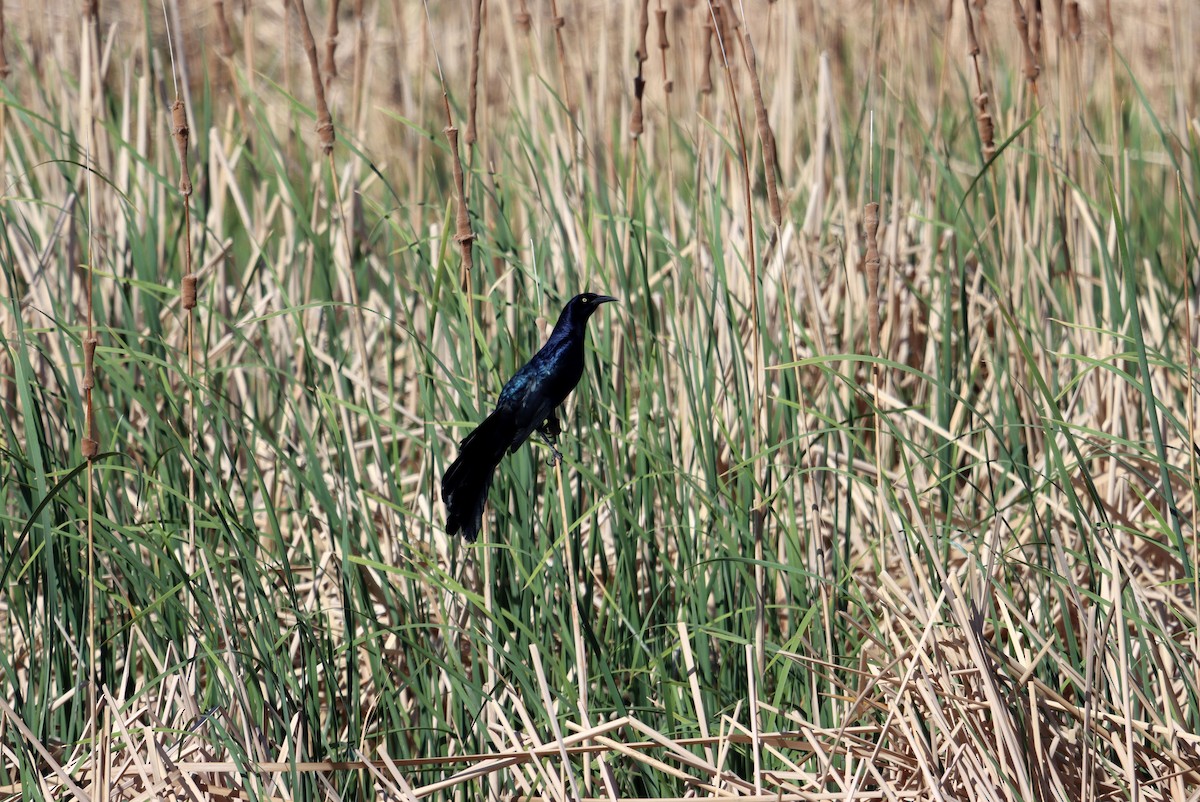 Great-tailed Grackle - ML333140401