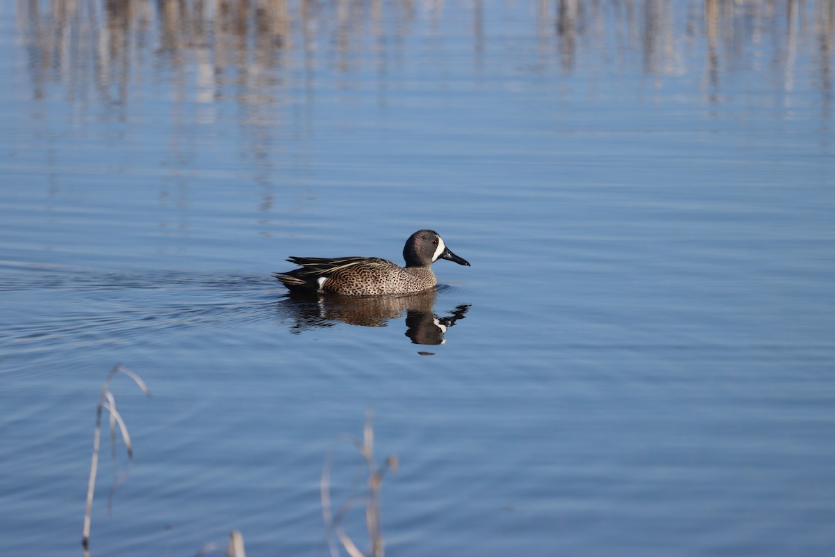 Blue-winged Teal - ML333141921
