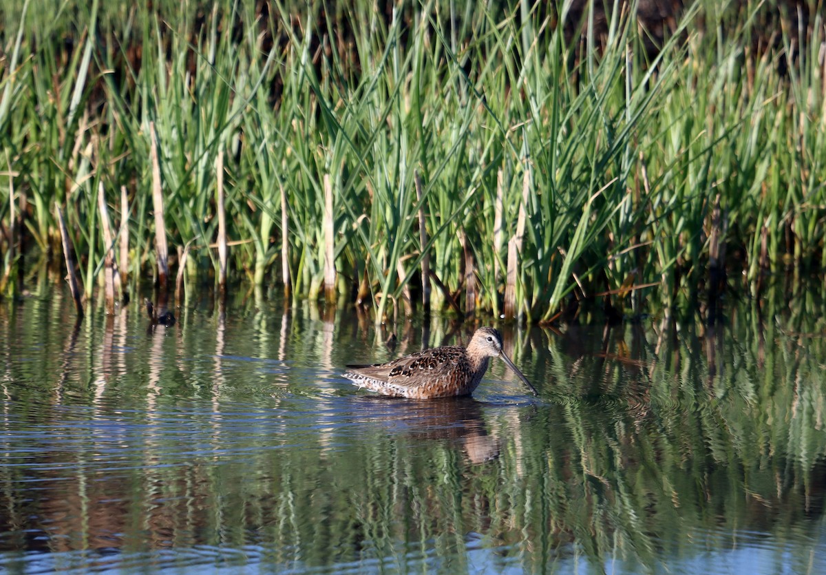 Long-billed Dowitcher - ML333142241