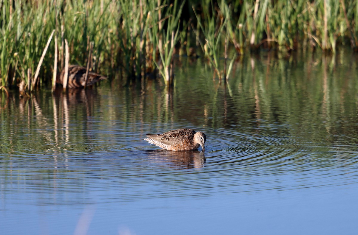 Long-billed Dowitcher - ML333142281