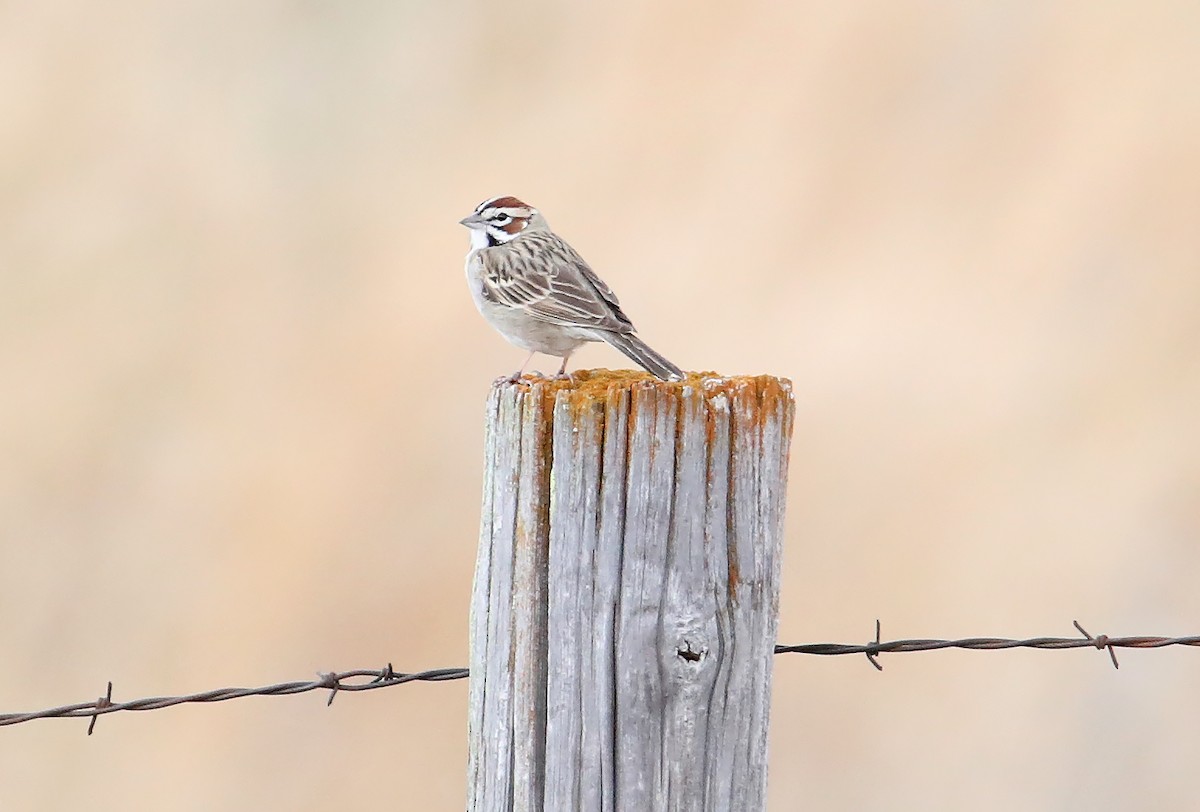 Lark Sparrow - Elizabeth Winter
