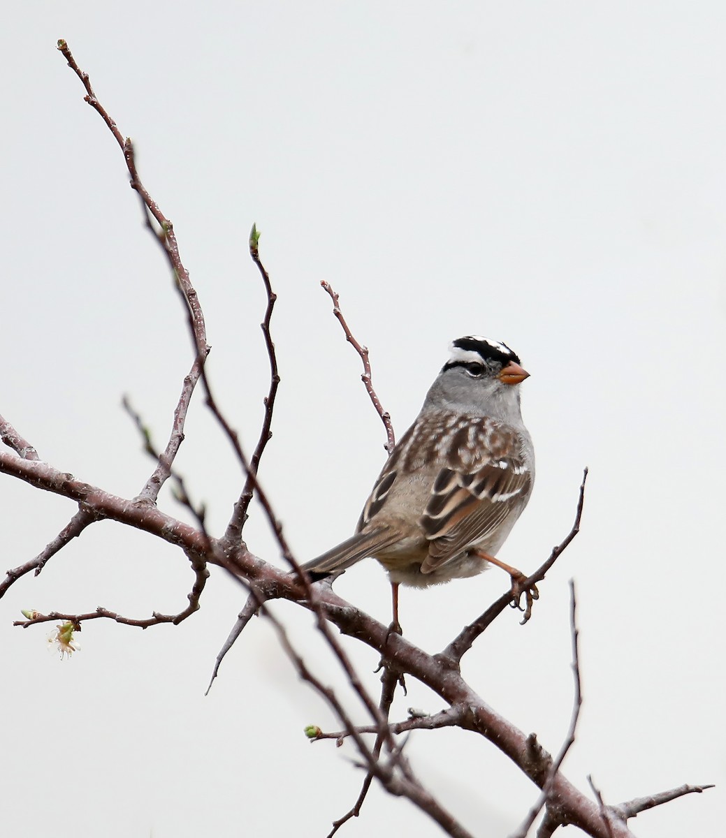 White-crowned Sparrow - Elizabeth Winter