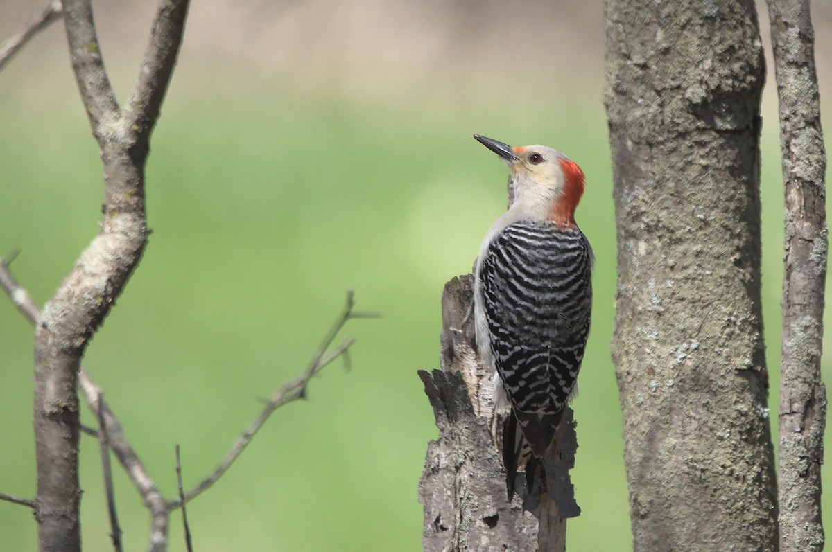 Red-bellied Woodpecker - Andrew Brown