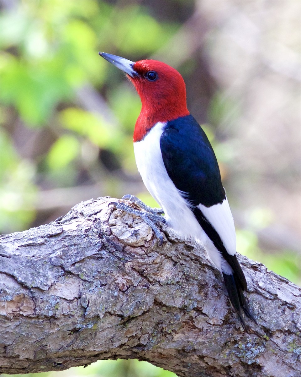 Red-headed Woodpecker - ML333149921