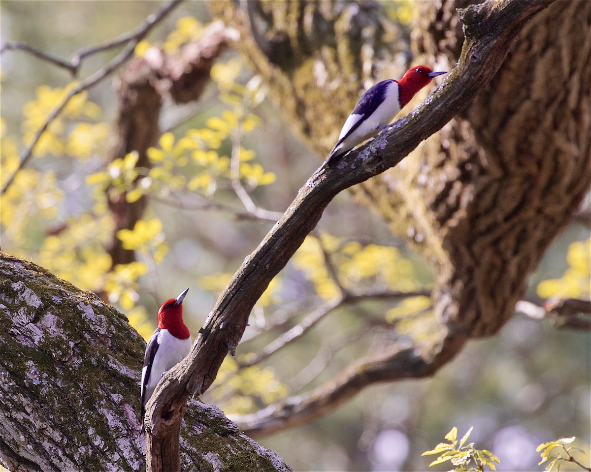 Red-headed Woodpecker - ML333149951