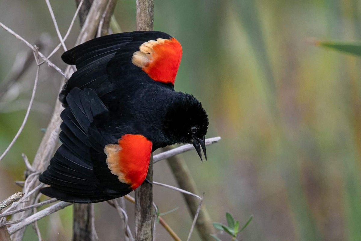 Red-winged Blackbird (Red-winged) - ML333150401