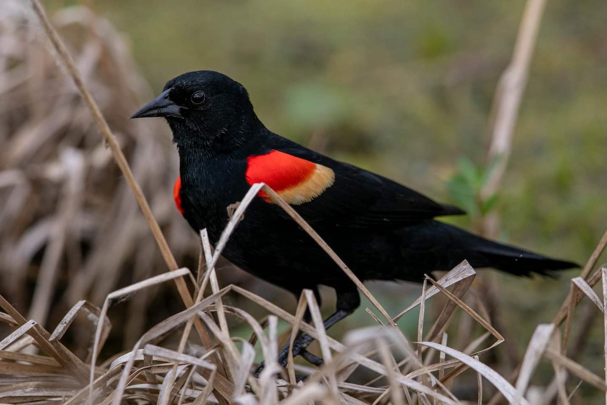 Red-winged Blackbird (Red-winged) - ML333150511