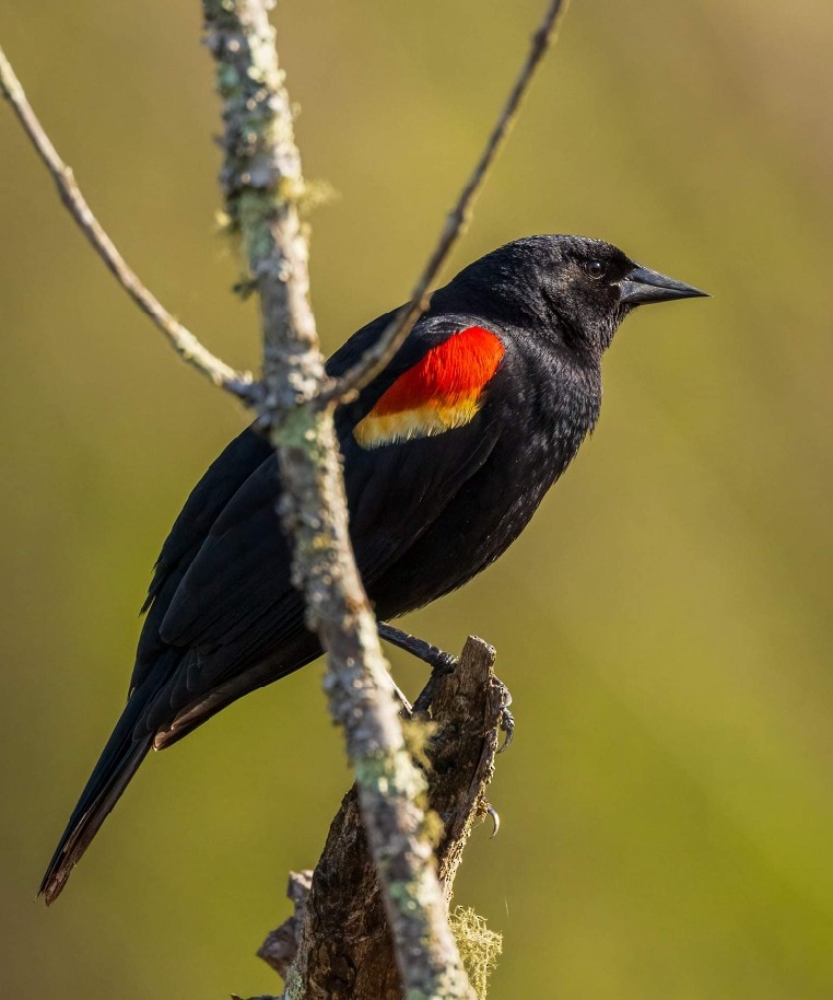 Red-winged Blackbird (Red-winged) - ML333150731