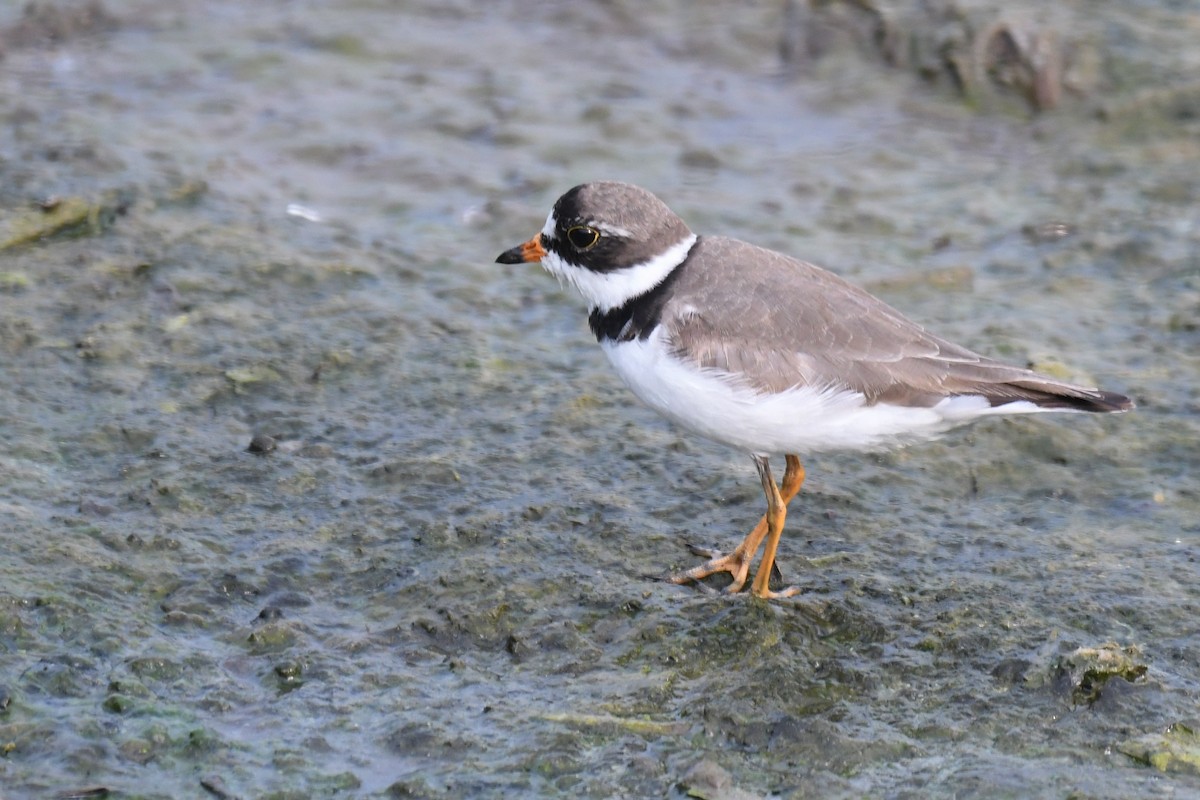 Semipalmated Plover - Bill Eisele