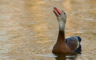 Black-bellied Whistling-Duck, ML333168161