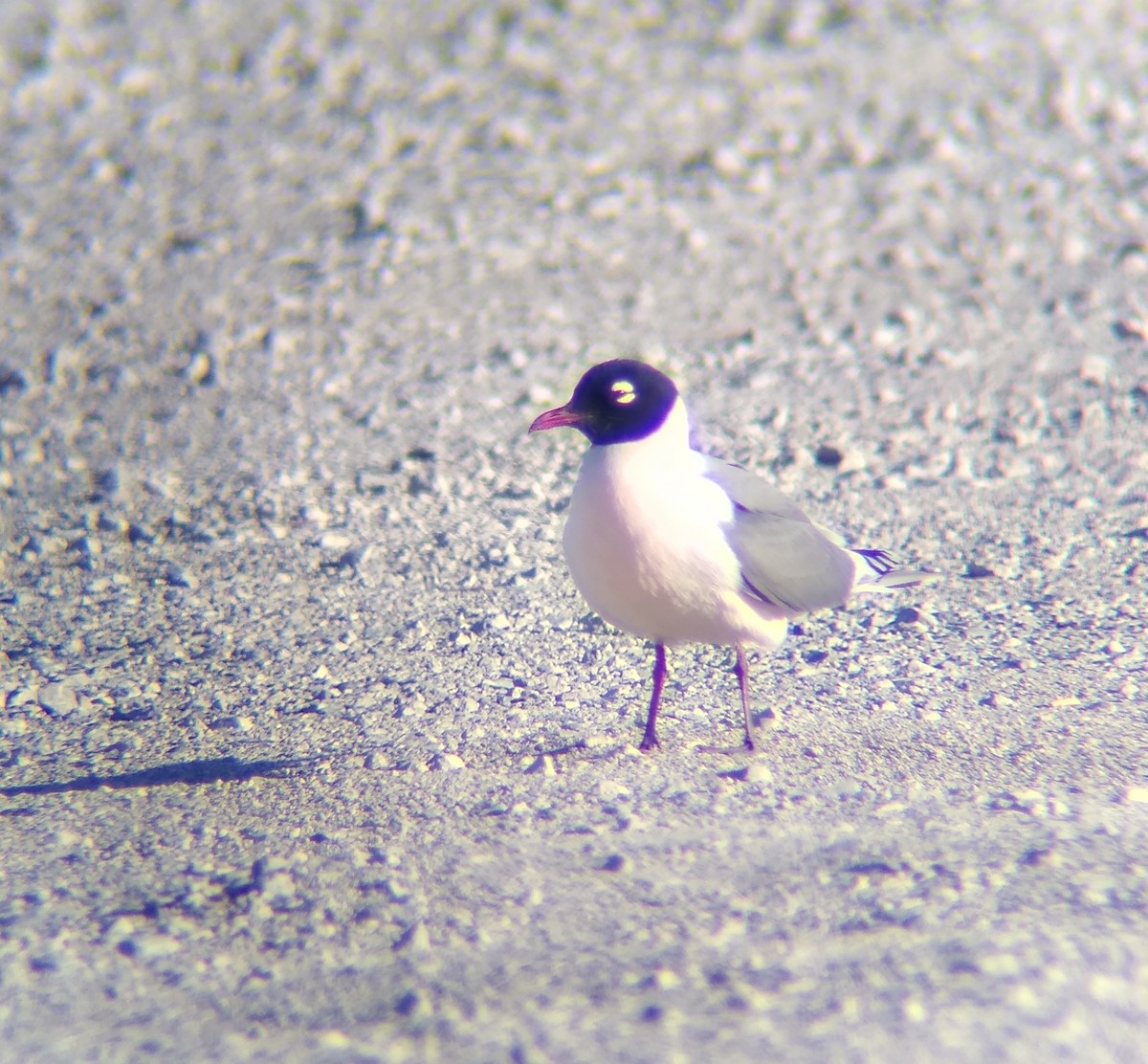 Franklin's Gull - Collin McElroy