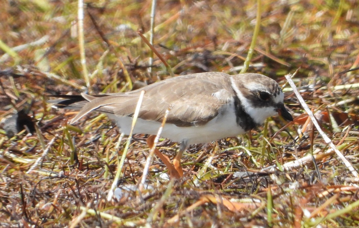 Semipalmated Plover - ML333172351