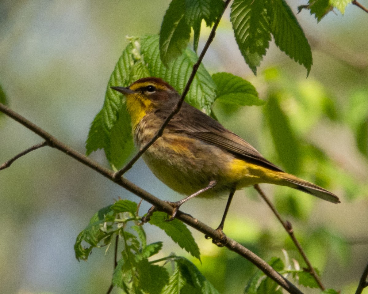 Palm Warbler - Dixie Sommers