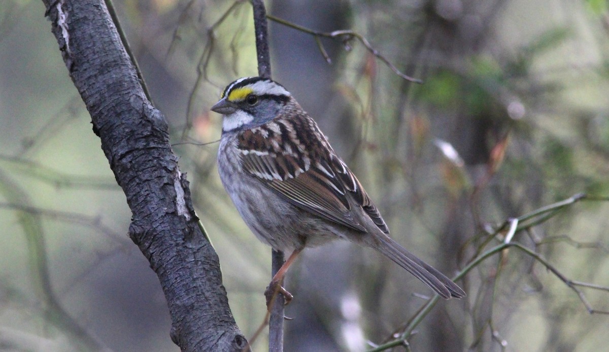 White-throated Sparrow - Tom Smith