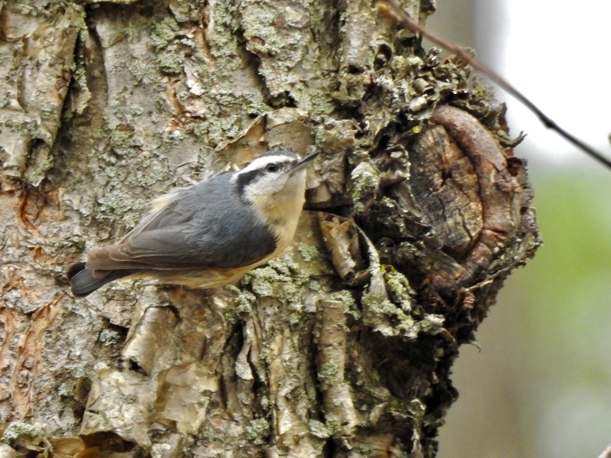 Red-breasted Nuthatch - ML333185021