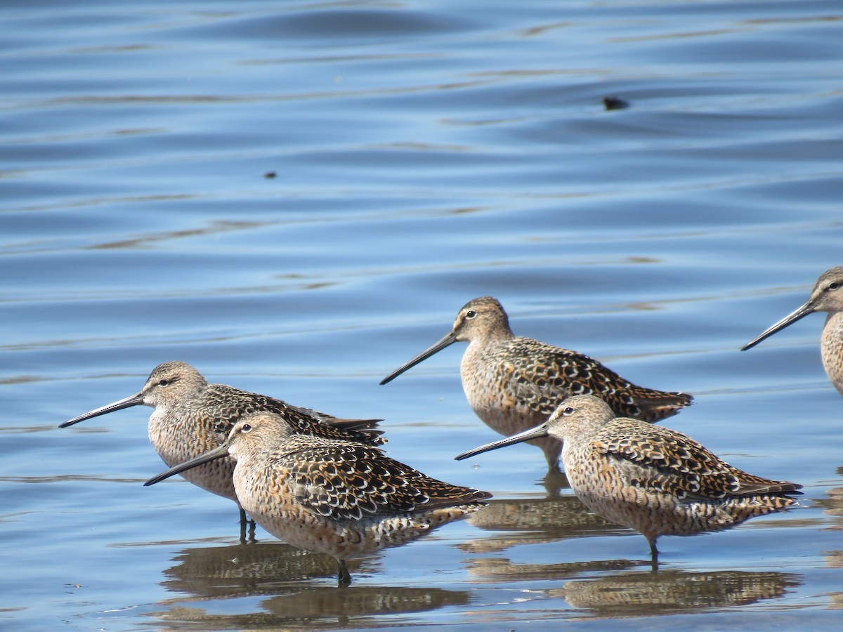 Long-billed Dowitcher - Isoo O'Brien