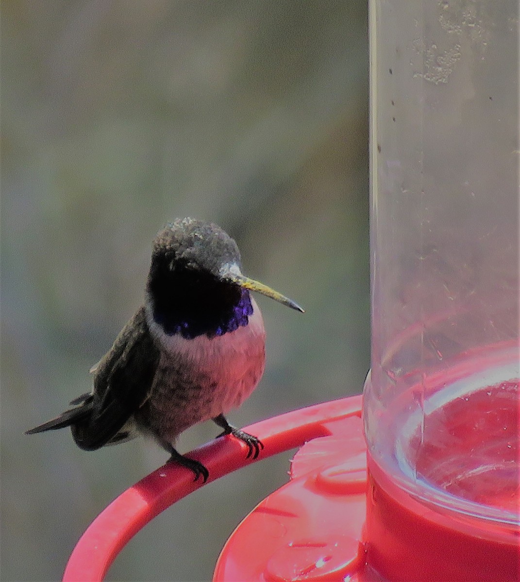 Black-chinned Hummingbird - ML333187461