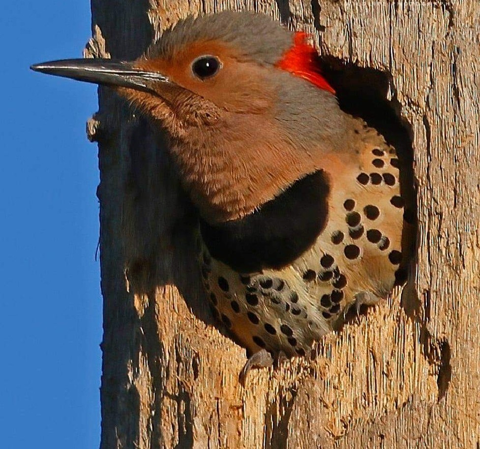 Northern Flicker (Yellow-shafted) - ML333189421
