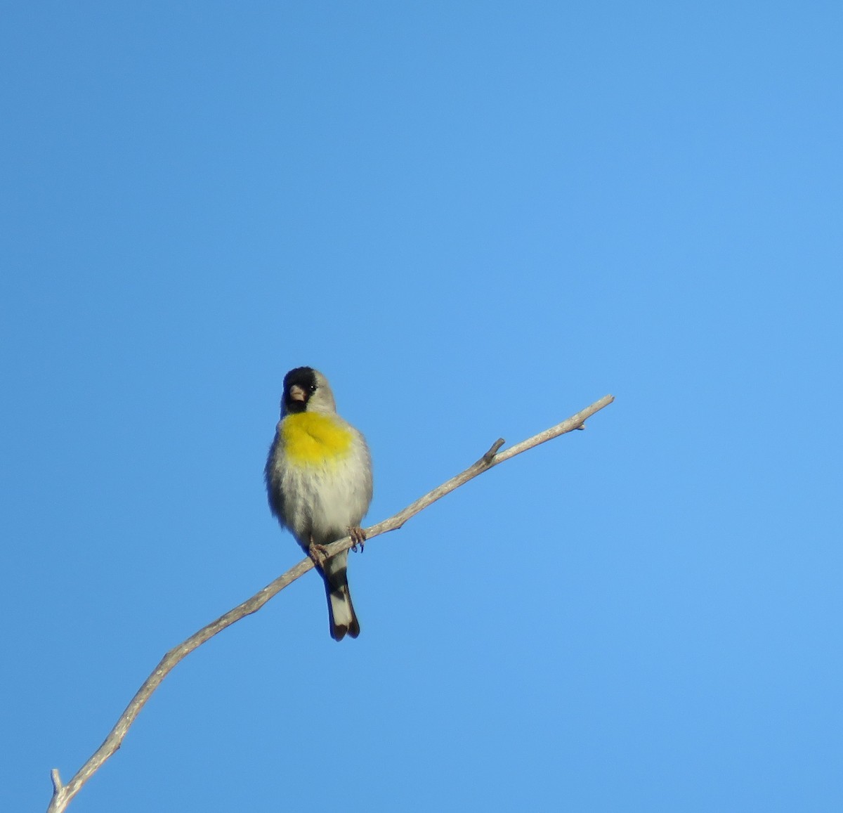 Lawrence's Goldfinch - ML333190131
