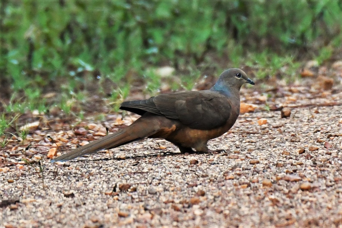 Brown Cuckoo-Dove - Trevor Ross