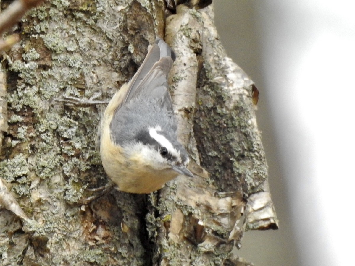 Red-breasted Nuthatch - ML333190281