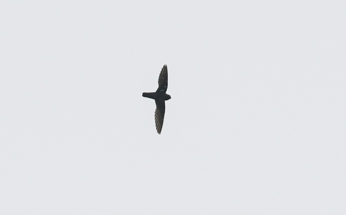 Spot-fronted Swift - Sean Sime