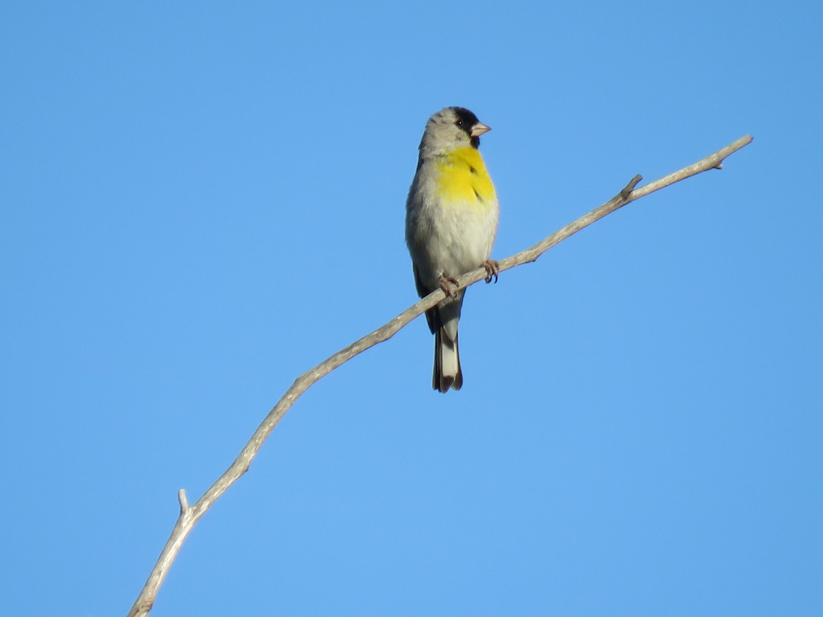 Lawrence's Goldfinch - ML333190501