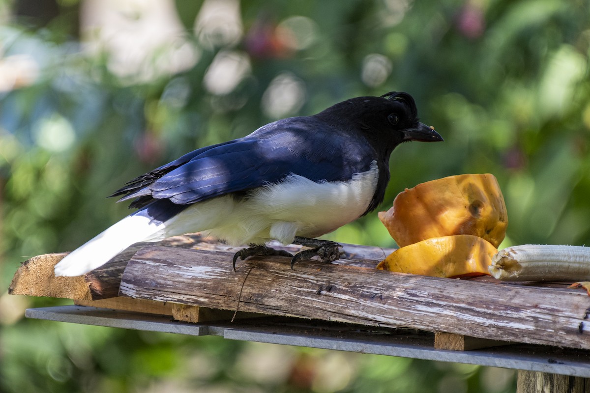 Curl-crested Jay - ML333190681