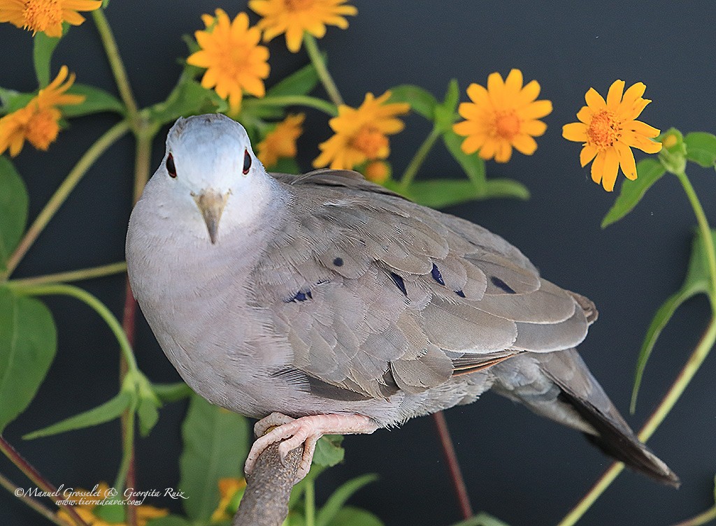 Plain-breasted Ground Dove - manuel grosselet