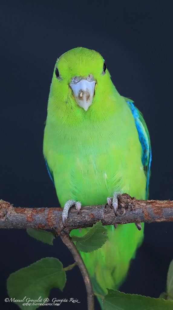 Mexican Parrotlet - ML33319341