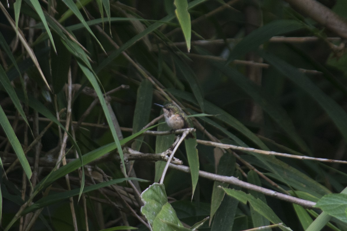 Scintillant Hummingbird - ML333198871