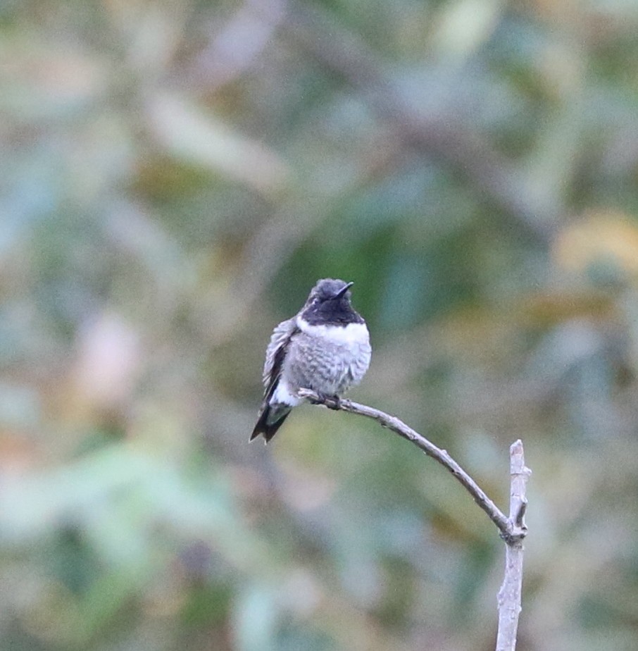 Black-chinned Hummingbird - Ira Blitz