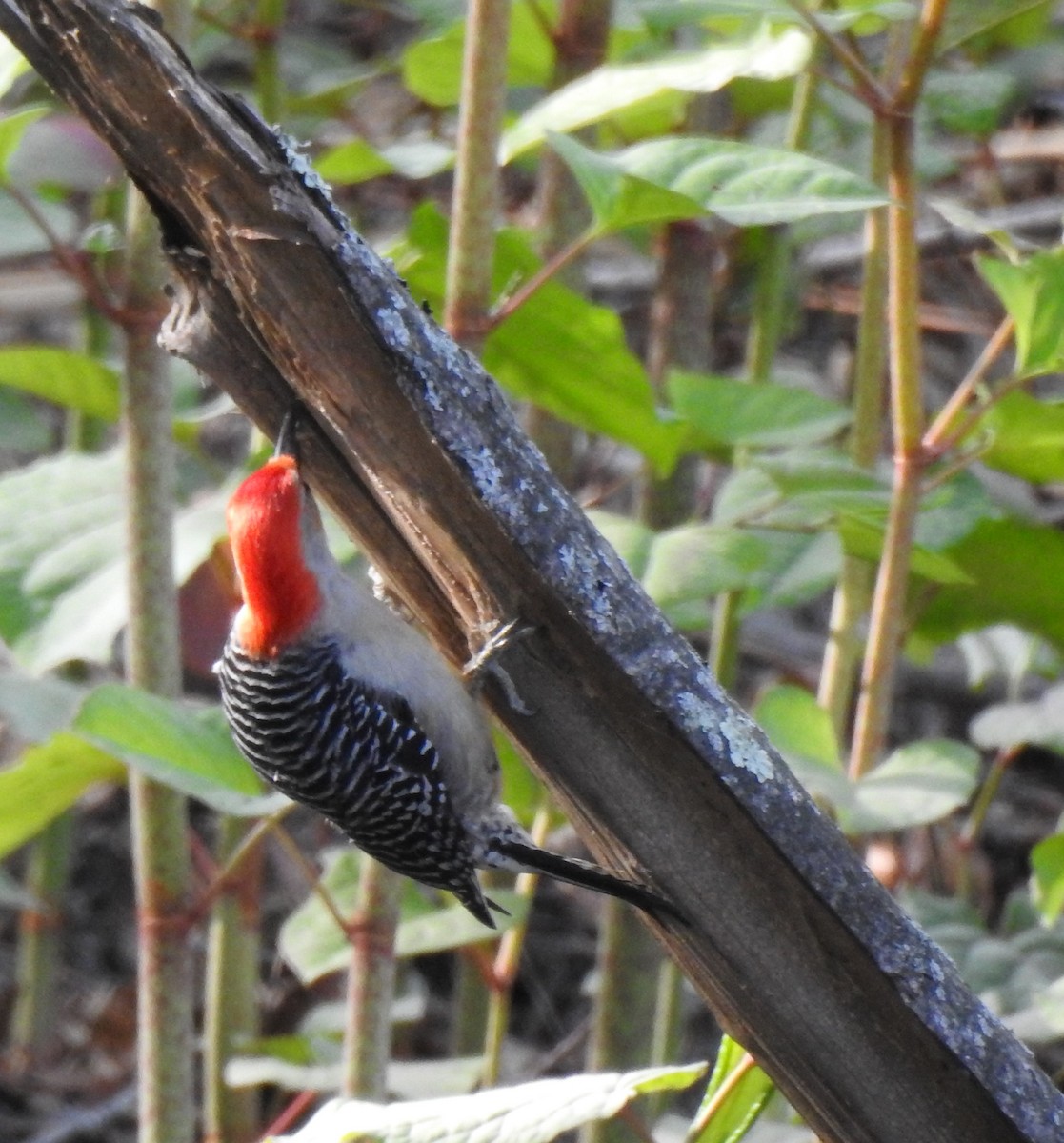 Red-bellied Woodpecker - ML333208231